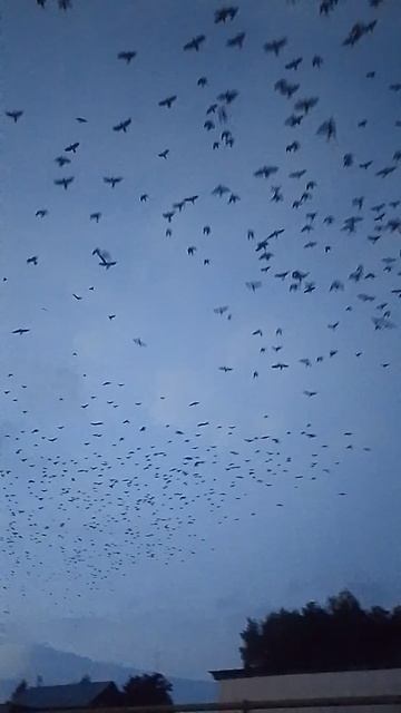 Вечерний патруль: зачем грачи кружат над деревней в сумерках?