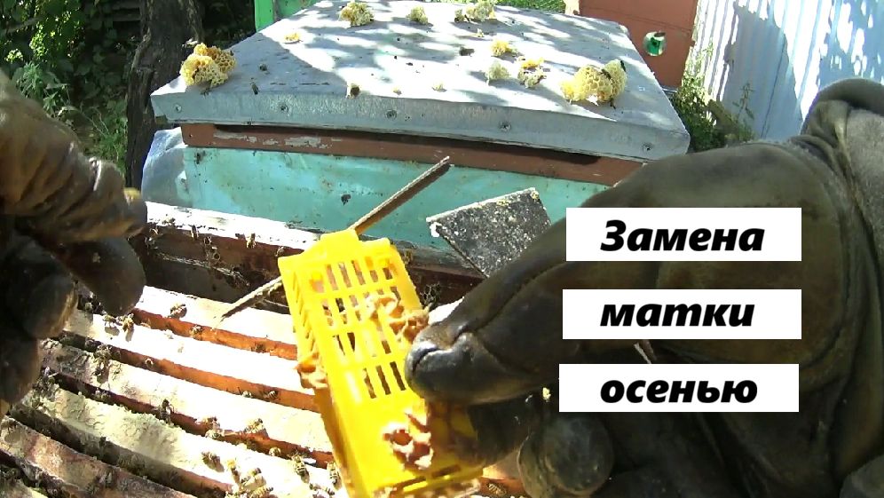Замена матки осенью.