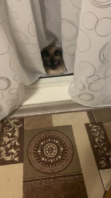 Кошечки мои играют в прятки