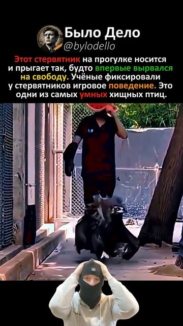 СТЕРВЯТНИКИ ИГРАЮТ КАК ДЕТИ