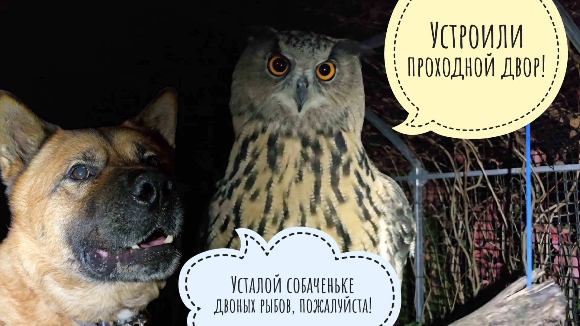 Сова Ёль продолжает ломать дверь. Неясыть Кофи снова от меня убегает. Пёс Кубик просто рад рыбе