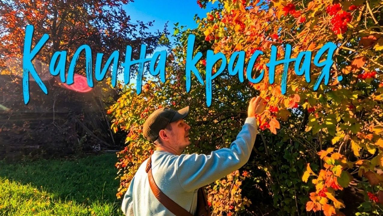 Калина красная.