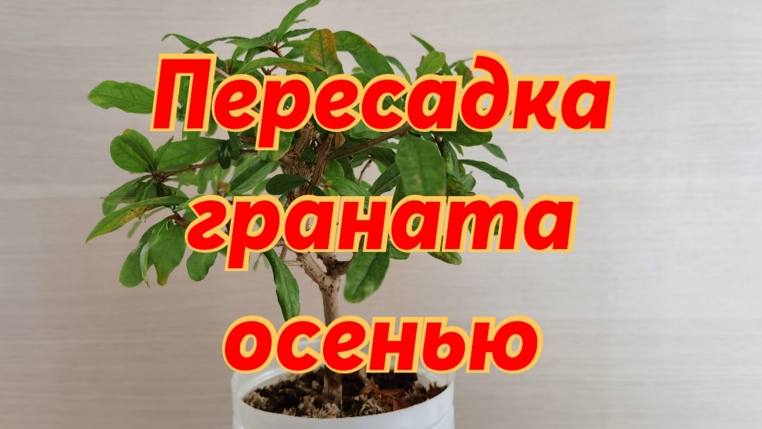 Бонсай из Граната стиль метла