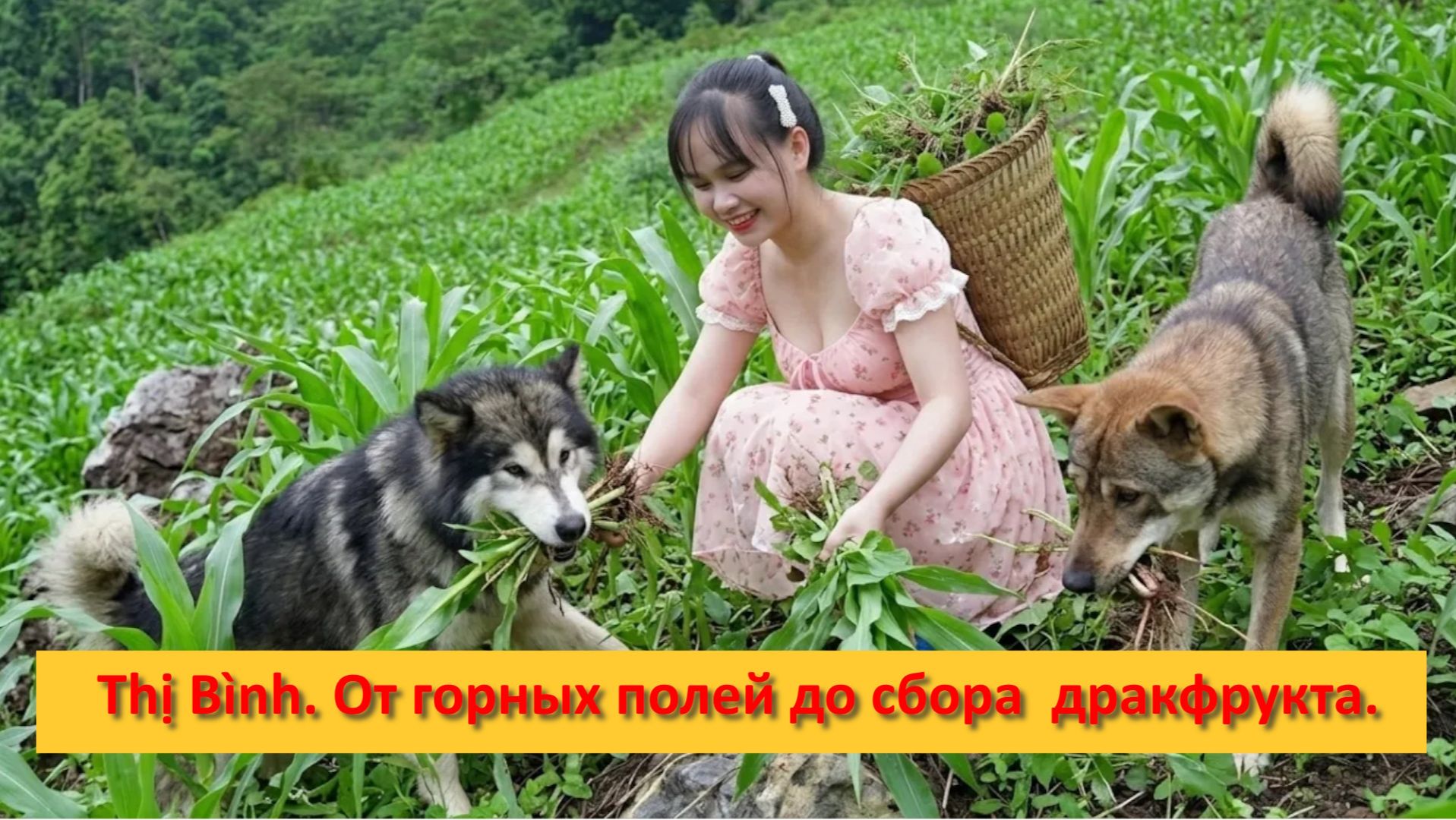 Thị Bình. Вьетнам. Сельская жизнь. От горных полей до сбора урожая драконьего фрукта.