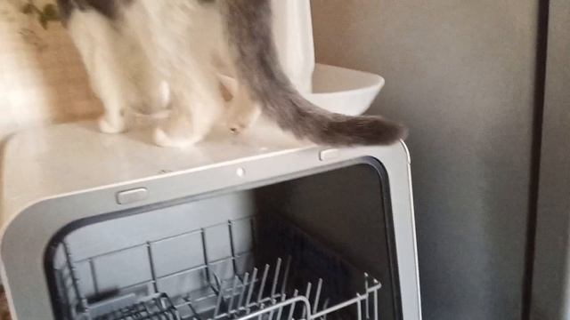 Влог.Бусик и машинка 🤣😊🐱 #влог #коты #жизнь
