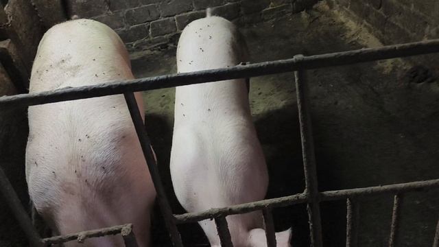 Поросятам скоро полгода