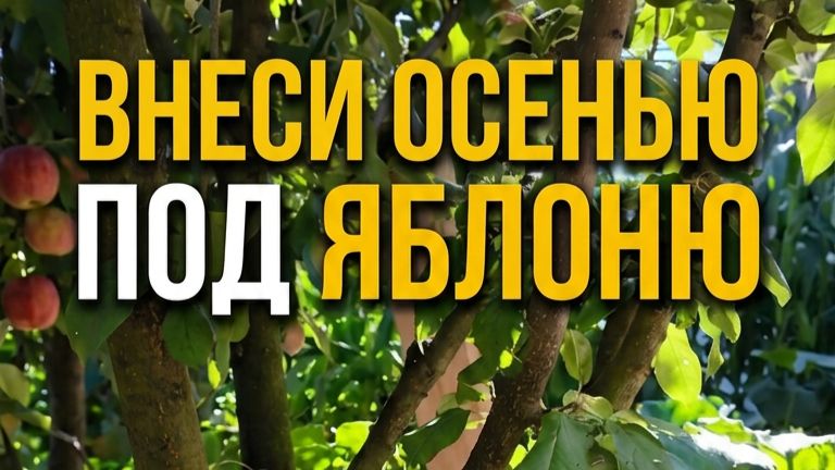 Осеняя подкормка яблони