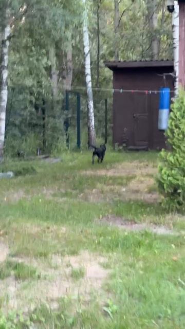 rutube.ru