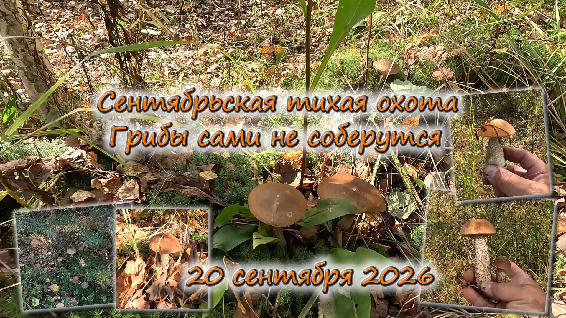 Грибы
