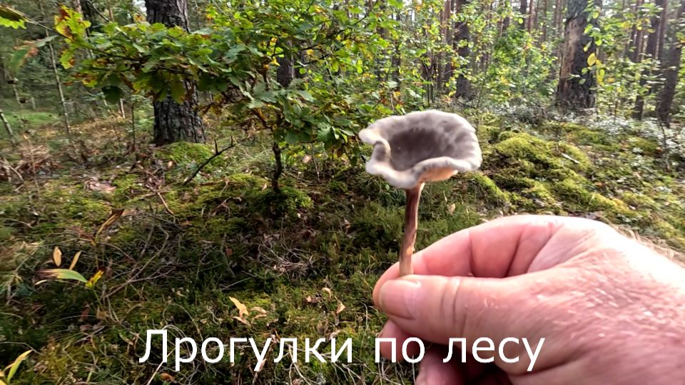 Прогулки по лесу