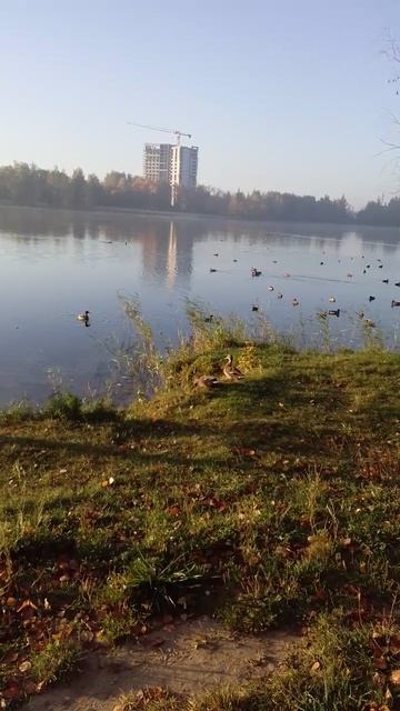 Городская, природа