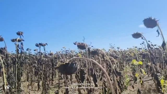 🇧🇬 Путь в Обзор через поле подсолнухов 🌻🌻🌻 прогулка вдоль Чёрного моря 🌊🌊🌊 18.09.2026