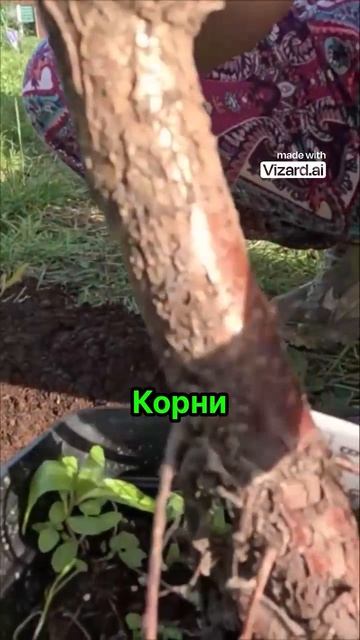 Пример правильной посадки плодовых деревьев #сад #огород
