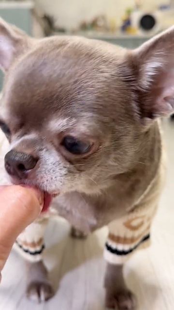 Doggo Banana