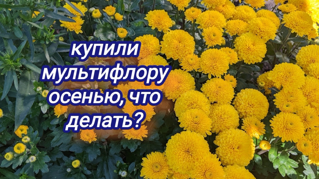 Купила хризантему мультифлору, что делаю сразу после покупки