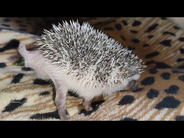 😱Как какает💩 маленький ёжик. How A Little Hedgehog Poops. #ezhikafro #hedgehog #cutebaby #baby