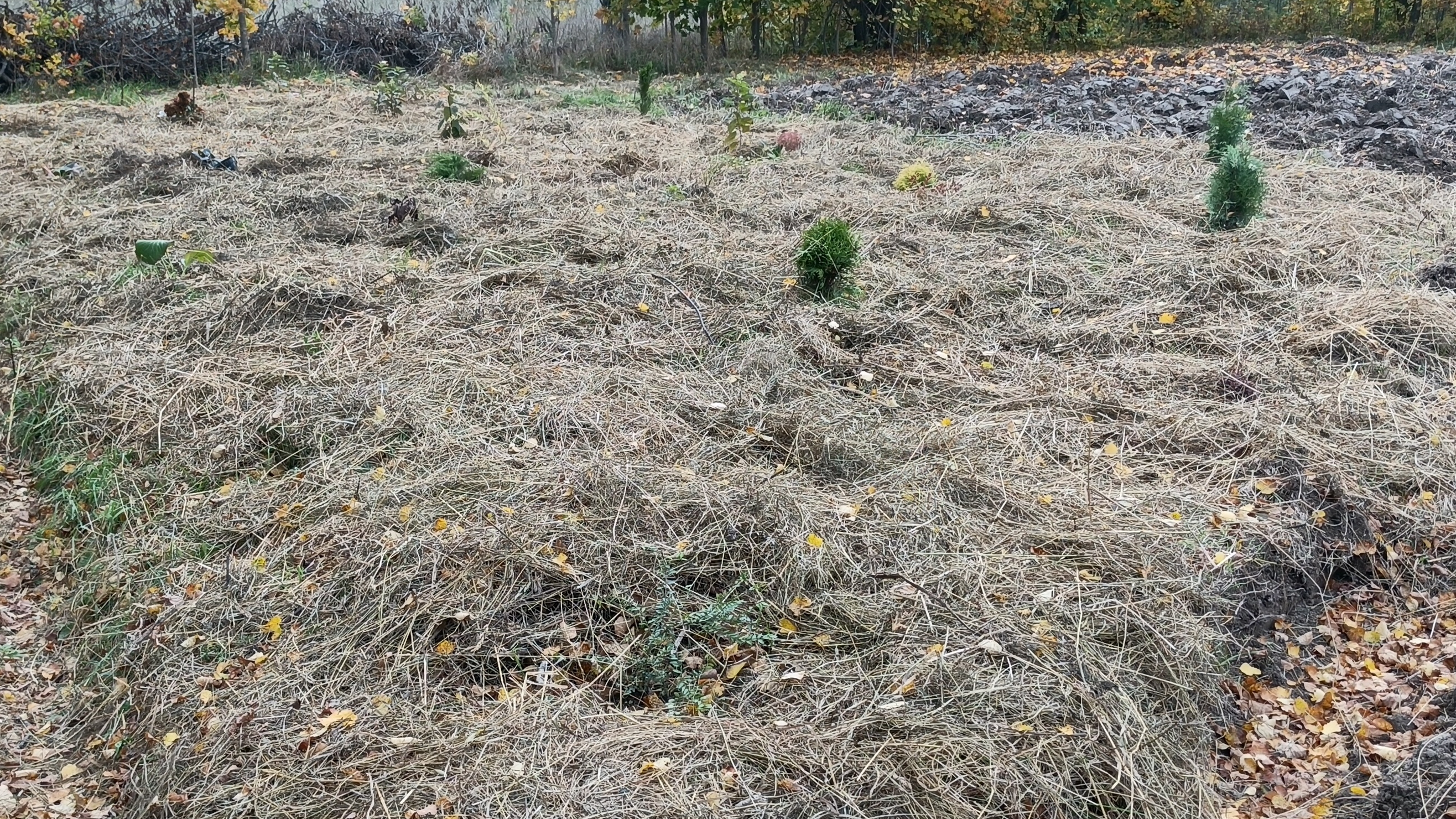 20.09.26 Немного поработали.Мусор загрузили,цветы посадили,замульчировали.