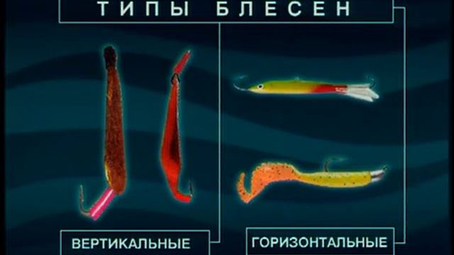 Окунеобразные (без больших семейств). Отряд  Perciformes. Класс Лучепёрые рыбы — Actinopterygii.