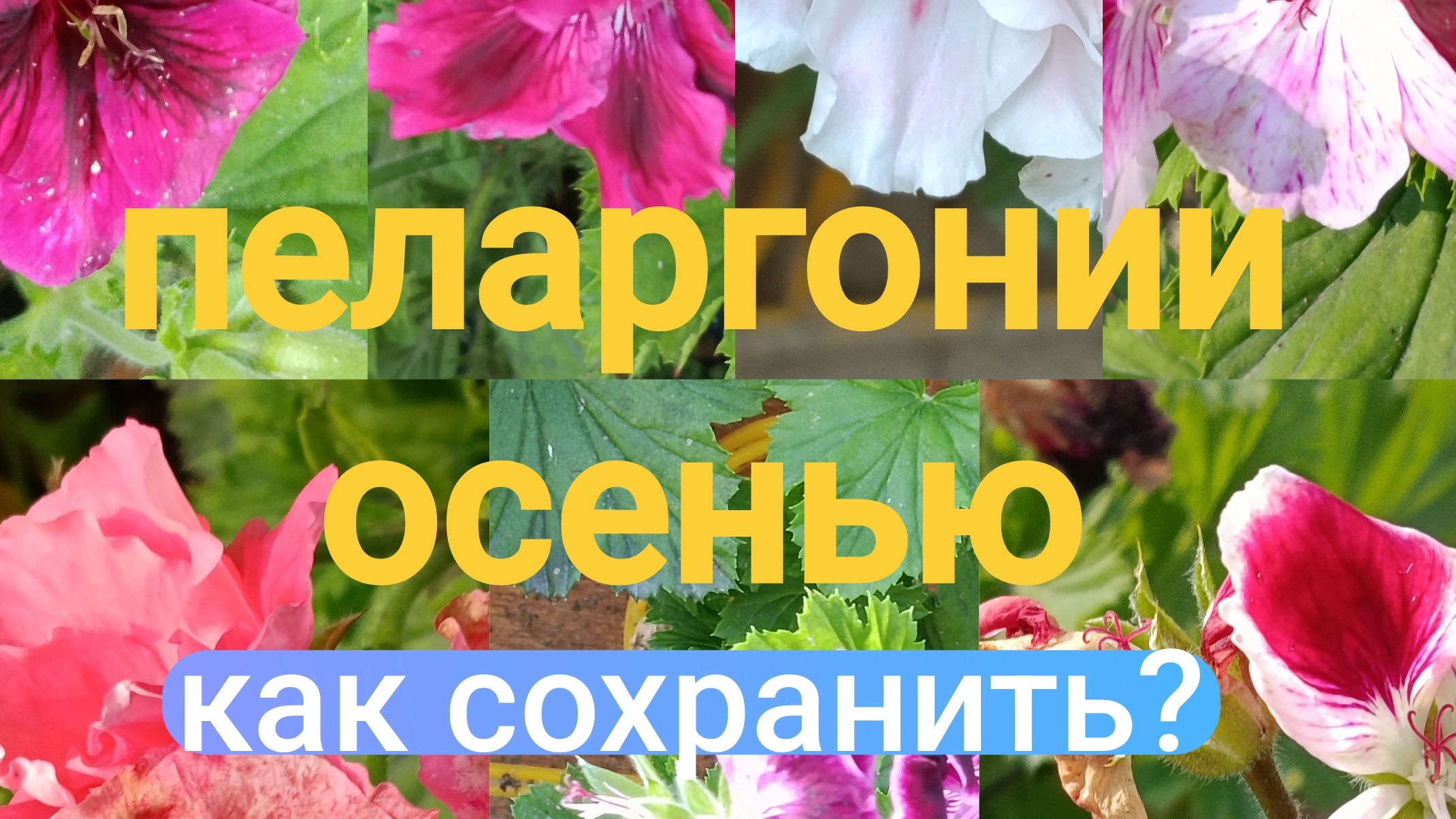 Пеларгонии осенью. Как сохранить растения зимой?