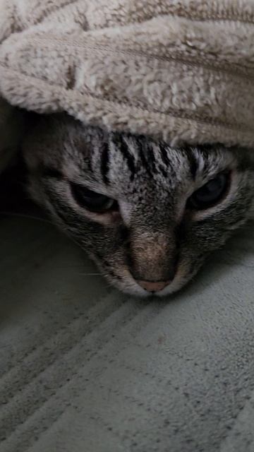 КОТЕЙКА СЕМЁН СЕМЁНЫЧ