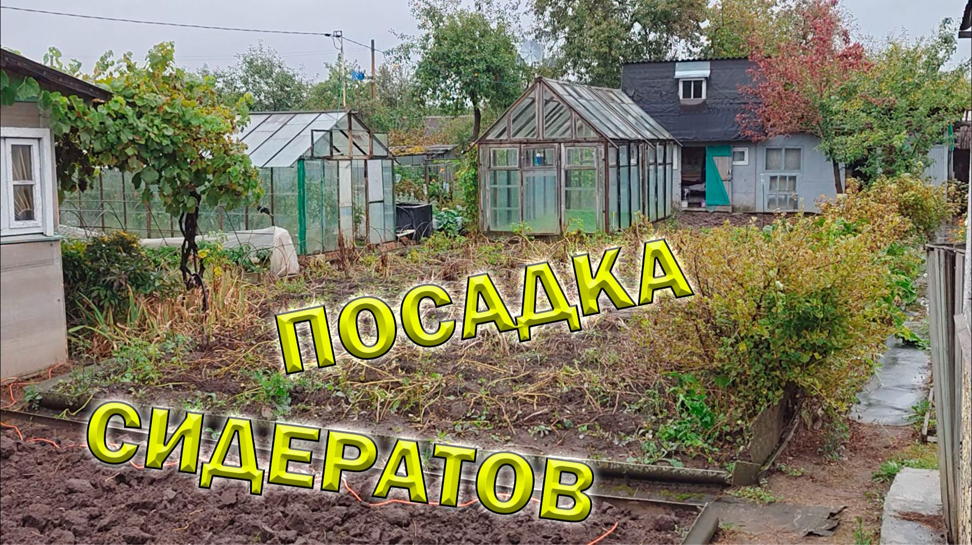 Посадка сидератов. Посев горчицы для улучшения почвы. Электрокультиватор как правильно его тянуть?