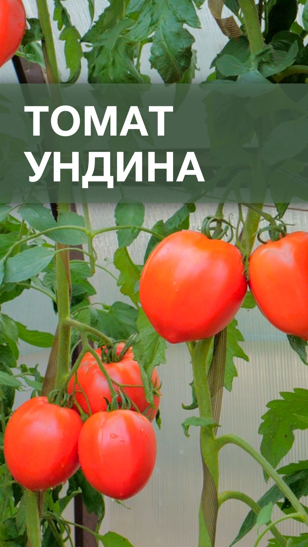 Вкуснющий томат перцевидной формы