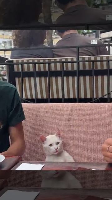 Смешные котики
