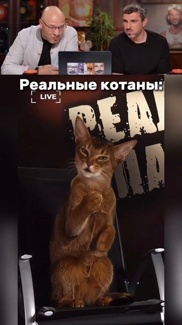 РЕАЛЬНЫЕ КОТАНЫ