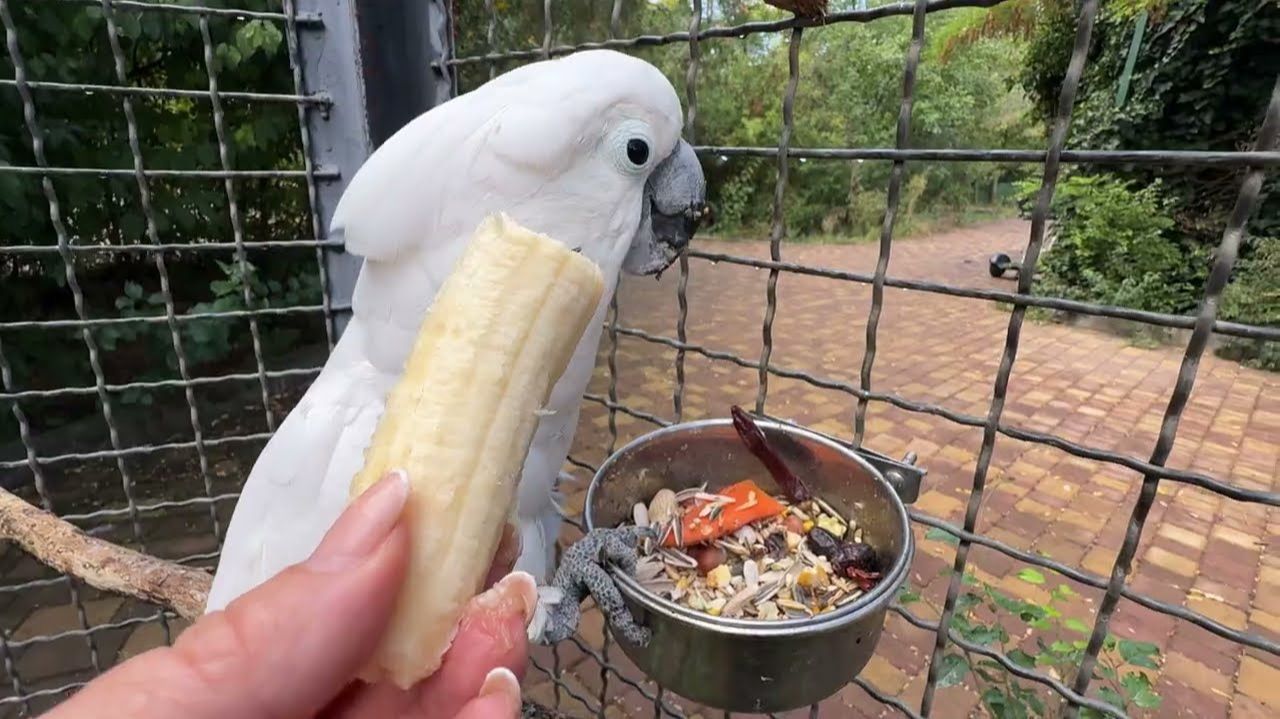 И снова Кеша ДАЕТ ЖАРУ-попугай озверел😂😂😂