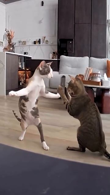 Смешные видео