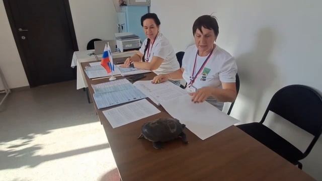 Черепаха на выборах
