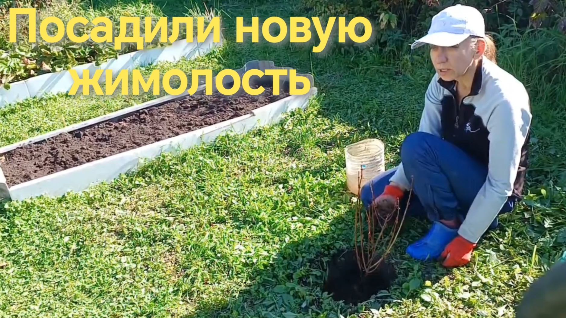 Посадили новую жимолость 