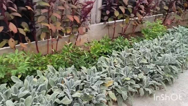 Рассаживаю пионы осенью/Пионы с маркетплейса.