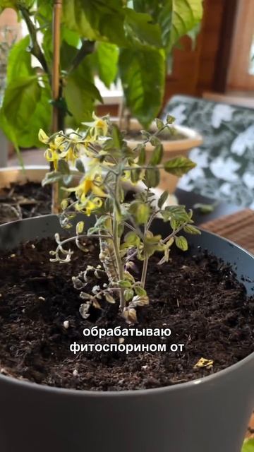Провожу эксперимент. Обрезала свой черри 12 августа