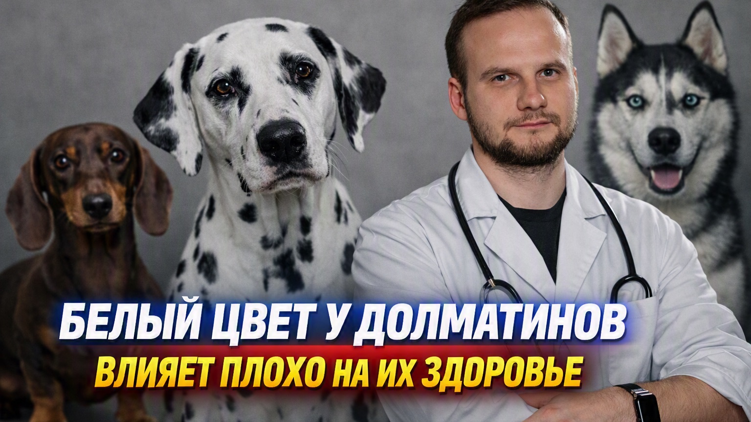 Как люди испортили генетику собак и что с этим делать