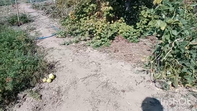 20-09-2026 Зачистила огород.