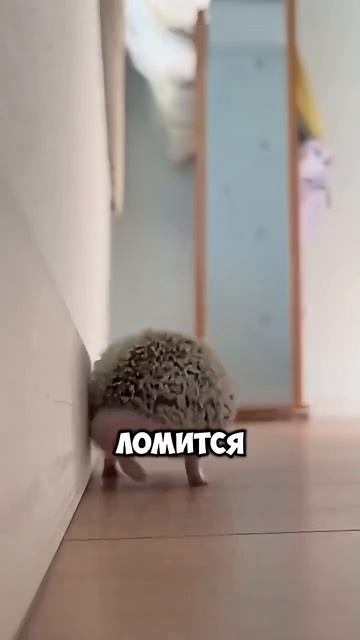 Еж