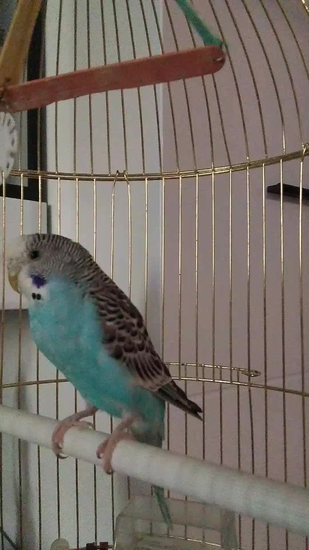 Я снимаю Кешу