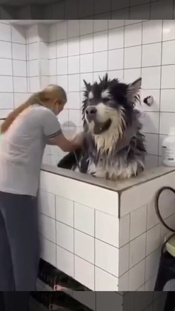 Собаки юмор