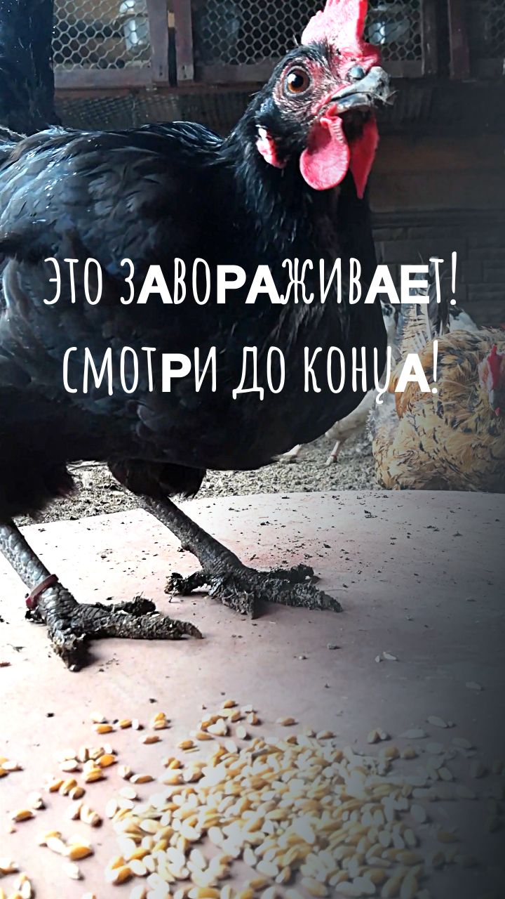 Кормление кур: динамика и замедление в одном видео 🐔🍿