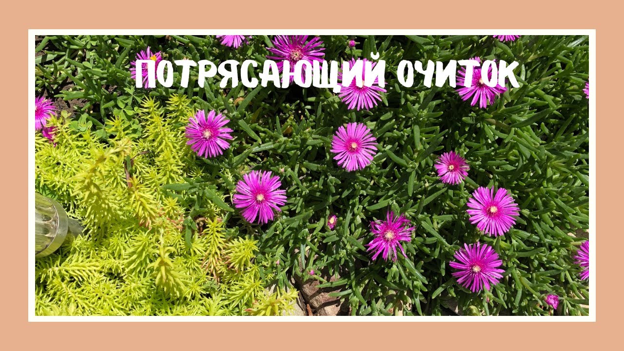 Потрясающий очиток!  Amazing Sedum! ( Eng. Subs)