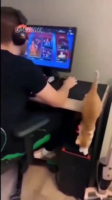 смешные котики часть 2