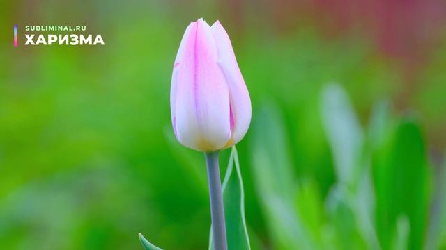 Харизма*Магнетизм*Обаяние*Скрытые Аффирмации*Саблиминал