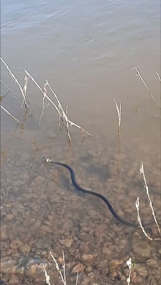 Змея у пляжа в воде