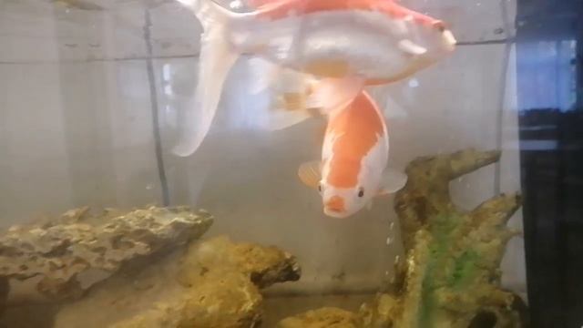 Крупные золотые рыбы монстры. Настоящий китайский синдром опытных аквариумистов.