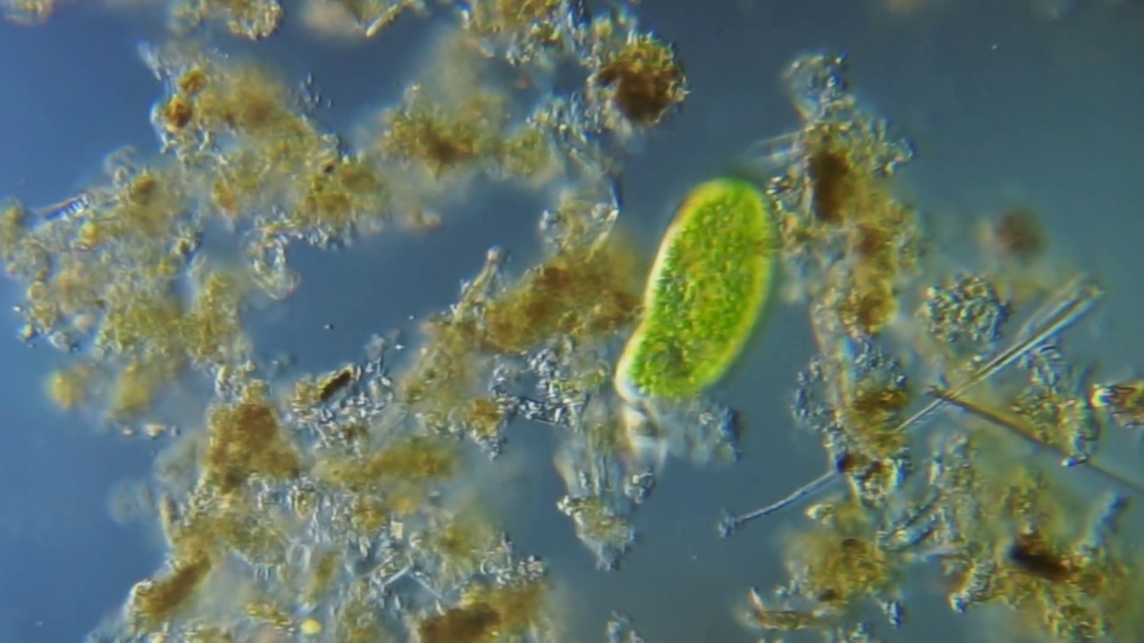 Инфузория Paramecium Bursaria