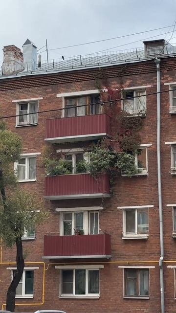 Дом каждого уважающего себя цветочника  #комнатныерастения #plants