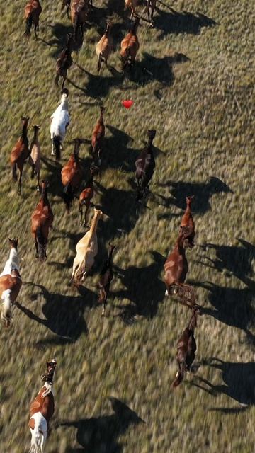 Сделайте паузу — полюбуйтесь на лошадей 🐴