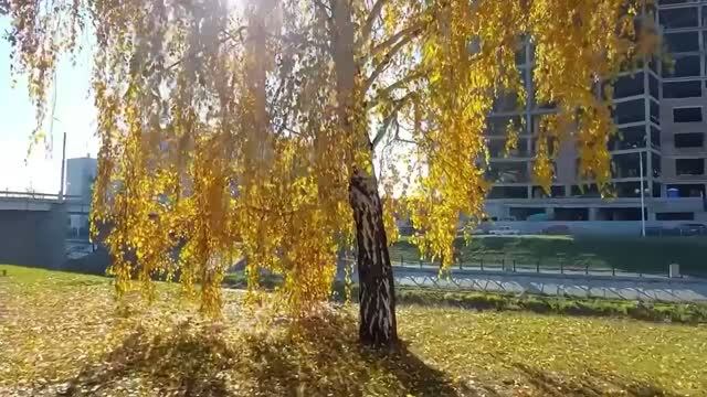В подворотне осень с ветром танцевала .Сквер  победителей .Красноярск