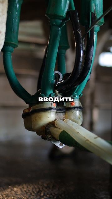 Стадо под контролем: ветеринарные решения